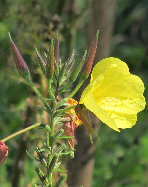 Oenothera pilosella `Yella Fella`